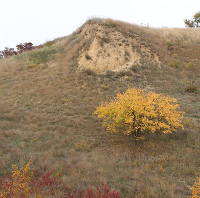Prunus armeniaca, photographed by Юрий Данилевский (Yuriy Danilevsky)