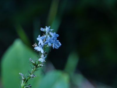 Lobelia spicata, photographed by Ian Whyte