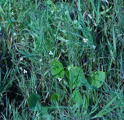 Alisma triviale, photographed by Ian Whyte