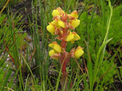 Pterygodium acutifolium, photographed by Jeremy Gilmore