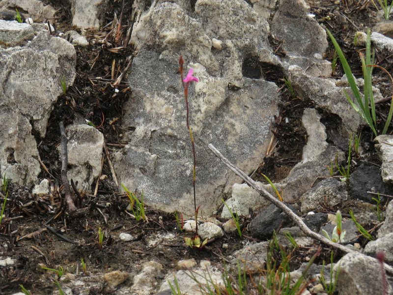 Disa inflexa, photographed by Jeremy Gilmore