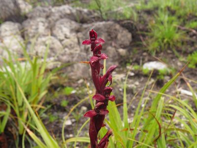 Disa ophrydea, photographed by Jeremy Gilmore
