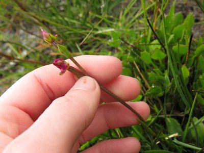 Disperis paludosa, photographed by Jeremy Gilmore