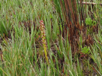 Disa obtusa, photographed by Jeremy Gilmore