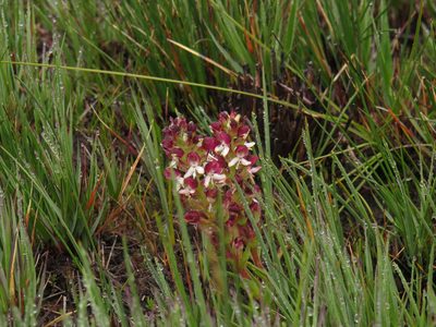 Disa albomagentea, photographed by Jeremy Gilmore