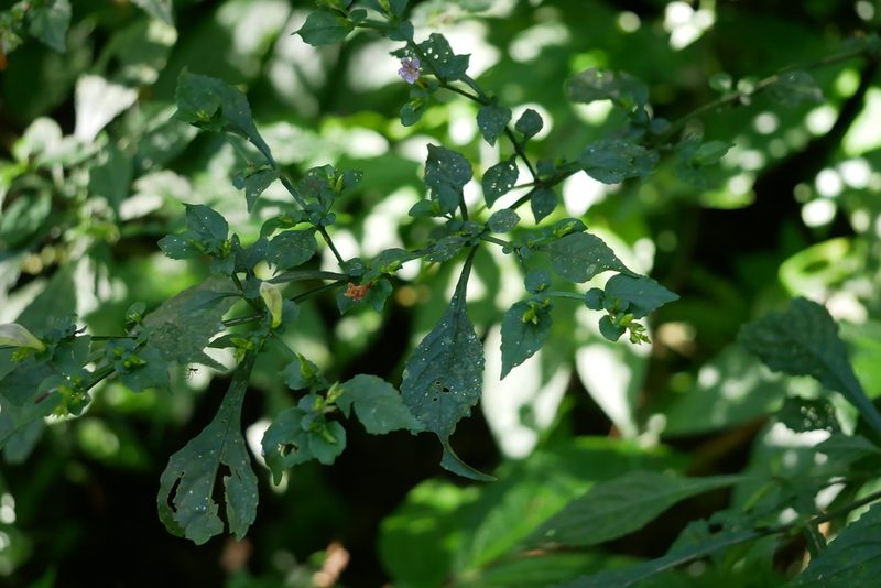 Strobilanthes flexicaulis, photographed by Moogoo Lee