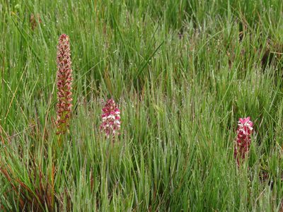 Disa albomagentea, photographed by Jeremy Gilmore