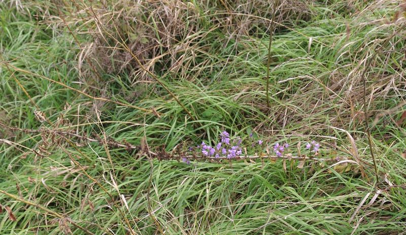 Campanula bononiensis, photographed by Юрий Данилевский (Yuriy Danilevsky)