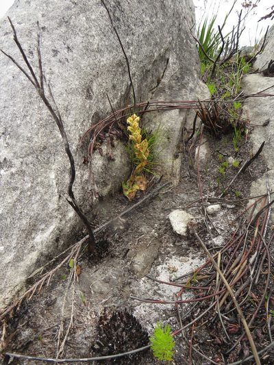 Satyrium situsanguinum, photographed by Jeremy Gilmore