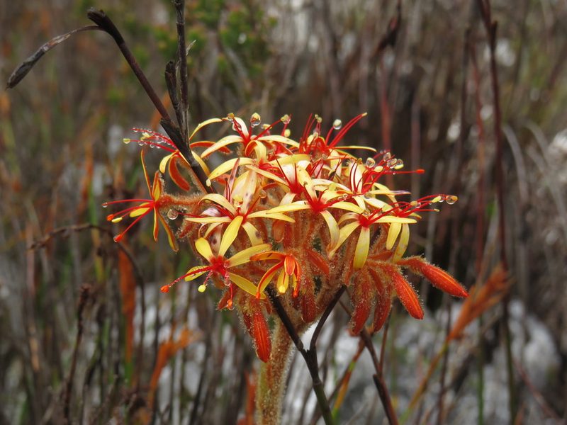 Dilatris viscosa, photographed by Jeremy Gilmore