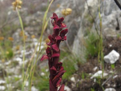 Disa ophrydea, photographed by Jeremy Gilmore