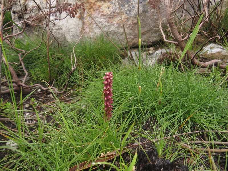 Disa micropetala, photographed by Jeremy Gilmore