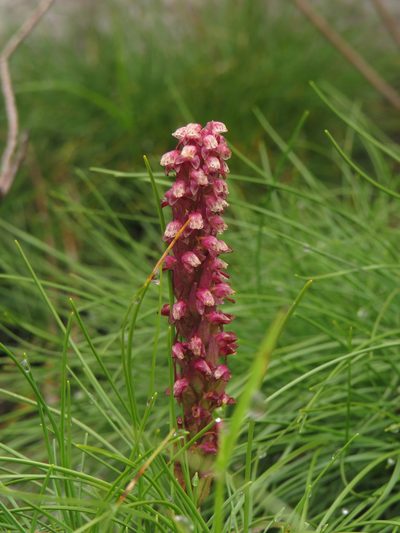 Disa micropetala, photographed by Jeremy Gilmore