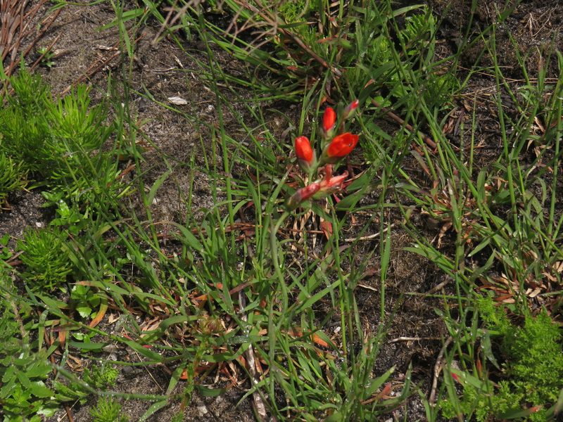 Gladiolus brevitubus, photographed by Jeremy Gilmore