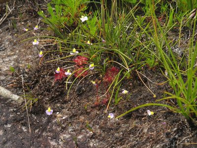 Drosera trinervia, photographed by Jeremy Gilmore