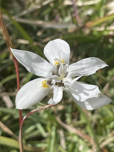 Moraea viscaria, photographed by Sean Privett