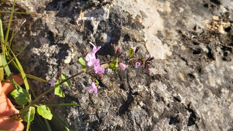 Clinopodium nepeta, photographed by Elizabete Marchante