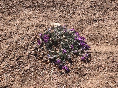 Oxytropis multiceps, photographed by John Marino