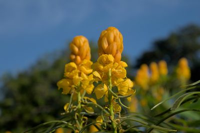 Senna reticulata, photographed by Anthony Batista