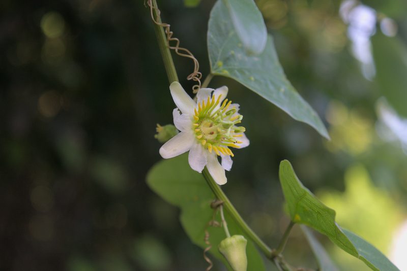 Passiflora biflora, photographed by Anthony Batista