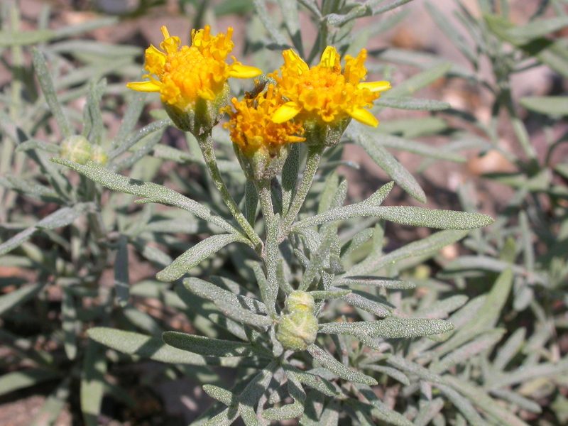 Picradeniopsis oppositifolia, photographed by Matt Lavin