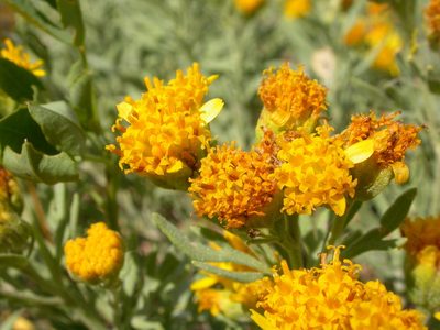 Picradeniopsis oppositifolia, photographed by Matt Lavin