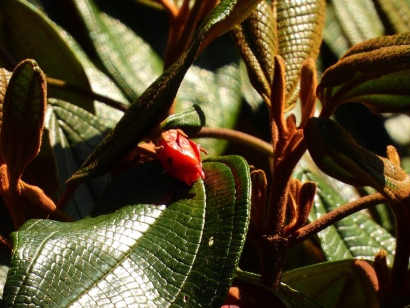 Meriania colombiana, photographed by Nicolás Baresch Uribe