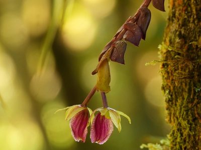 Epidendrum megalospathum, photographed by Nicolás Baresch Uribe