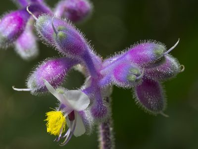 Tinantia standleyi, photographed by Manuel Ortiz
