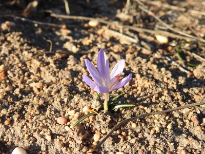 Crocus autumnalis, photographed by Duarte Frade