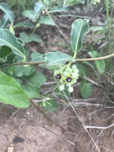 Raphionacme procumbens, photographed by rosshawkins