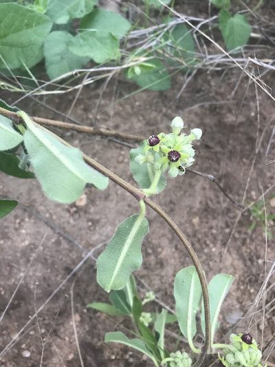 Raphionacme procumbens, photographed by rosshawkins