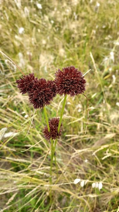 Cyperus reflexus, photographed by Roderick Cameron