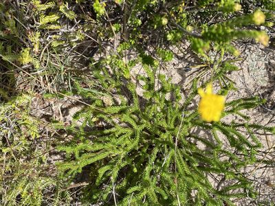 Euryops ericoides, photographed by Christina