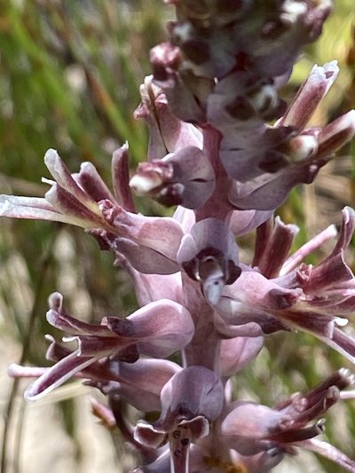 Lachenalia sessiliflora, photographed by Christina