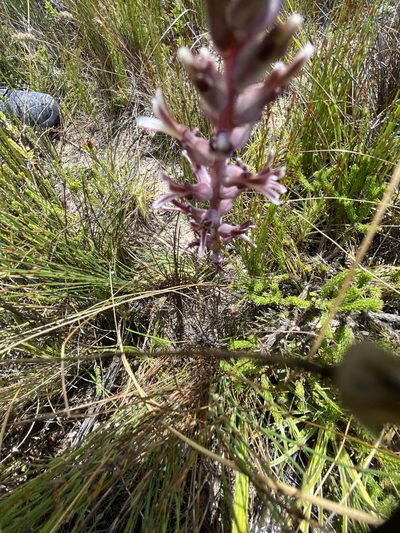 Lachenalia sessiliflora, photographed by Christina