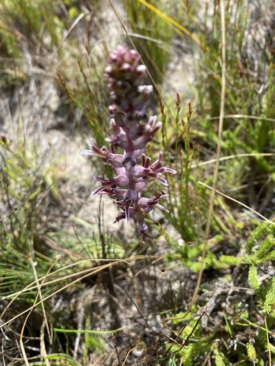 Lachenalia sessiliflora, photographed by Christina