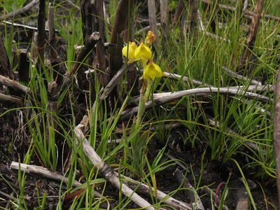 Pterygodium acutifolium, photographed by Jeremy Gilmore