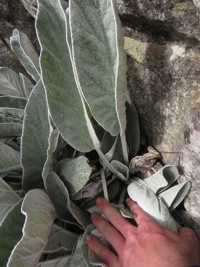 Hermas gigantea, photographed by Jeremy Gilmore