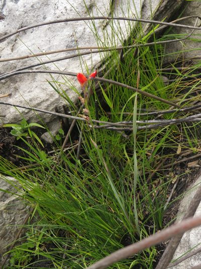 Gladiolus brevitubus, photographed by Jeremy Gilmore