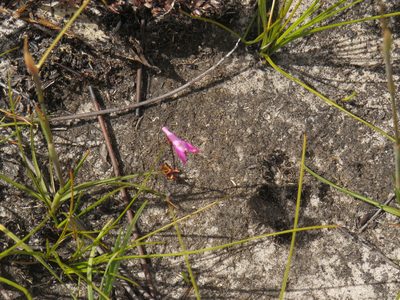 Disa inflexa, photographed by Jeremy Gilmore