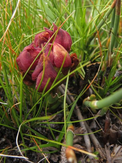 Disa bodkinii, photographed by Jeremy Gilmore