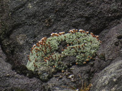 Muscosomorphe aretioides, photographed by Jeremy Gilmore