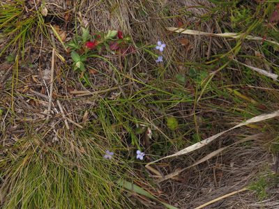 Gnidia linoides, photographed by Jeremy Gilmore