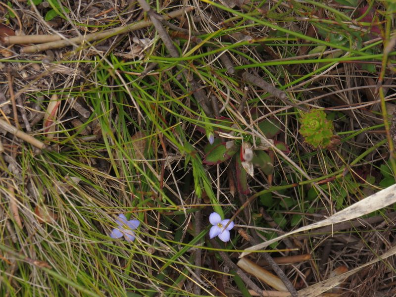 Gnidia linoides, photographed by Jeremy Gilmore