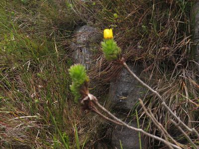 Ursinia caledonica, photographed by Jeremy Gilmore