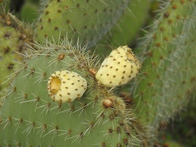 Opuntia leucotricha, photographed by Duarte Frade