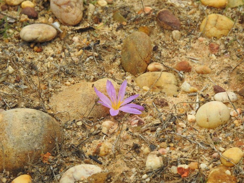 Colchicum filifolium, photographed by Duarte Frade