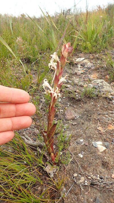 Satyrium stenopetalum, photographed by AdventureLisa