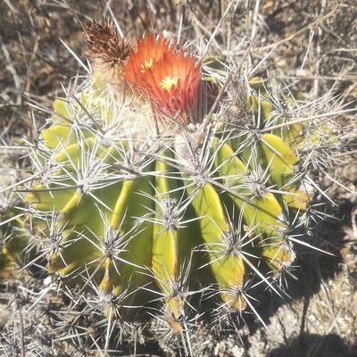 Ferocactus flavovirens, photographed by Bodo Nuñez Oberg